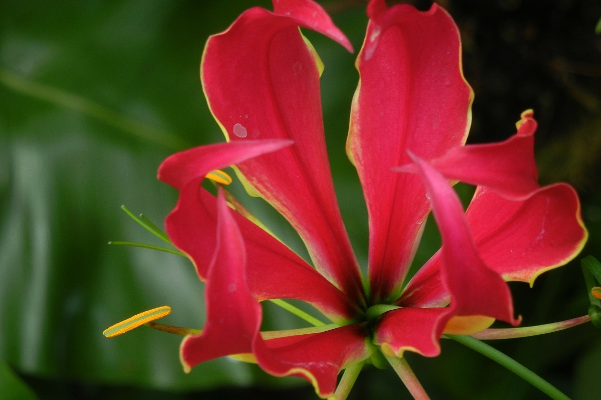 Maaveerar Naal 2016 (Great Heroes' Day)