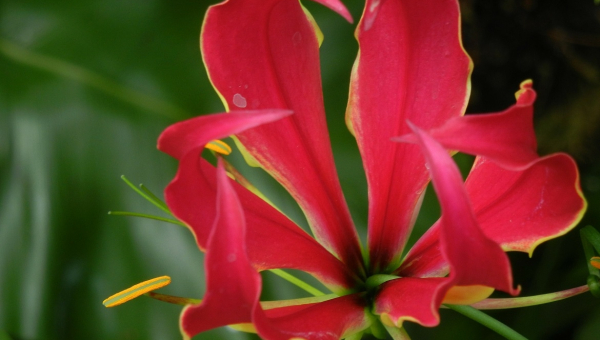 Maaveerar Naal 2016 (Great Heroes' Day)